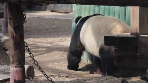 Panda walking at the Beijing Zoo Stock Footage 344203591