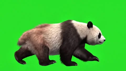 Panda walking   continuously of the middle point in pure clean green screen 스톡 동영상 318391002