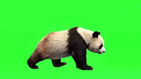 Panda walking   continuously of the middle point in pure clean green screen 動画素材 318391009