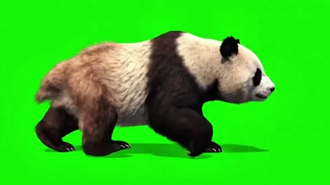 Panda walking   continuously of the middle point in pure clean green screen Stock Footage 318391021