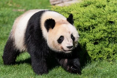 Panda walking in the forest Stock Photos