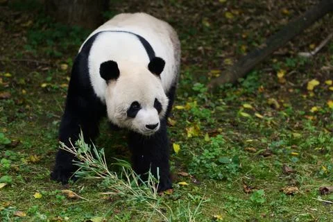 Panda walking in the grass. Fotos de archivo