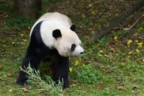 Panda walking in the grass. Fotos de archivo
