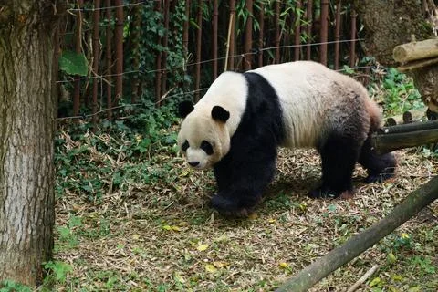 Panda walking in the grass. Fotos de archivo