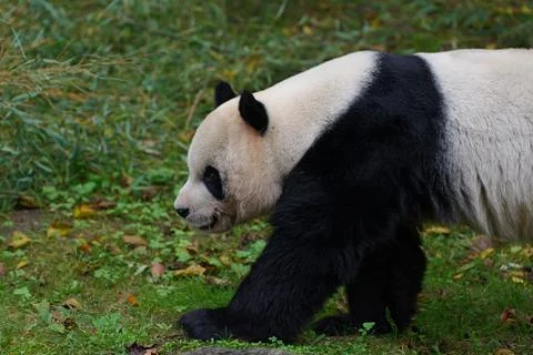 Panda walking in the grass. Fotos de archivo