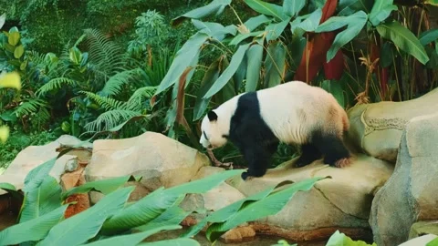 Panda walking on large rocks in lush Kuala Lumpur zoo enclosure Stock Footage 339793339