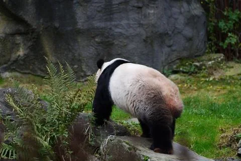 Panda walking in a rock Fotos de archivo