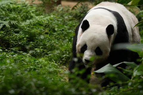 Panda walking through greenery Stock Photos