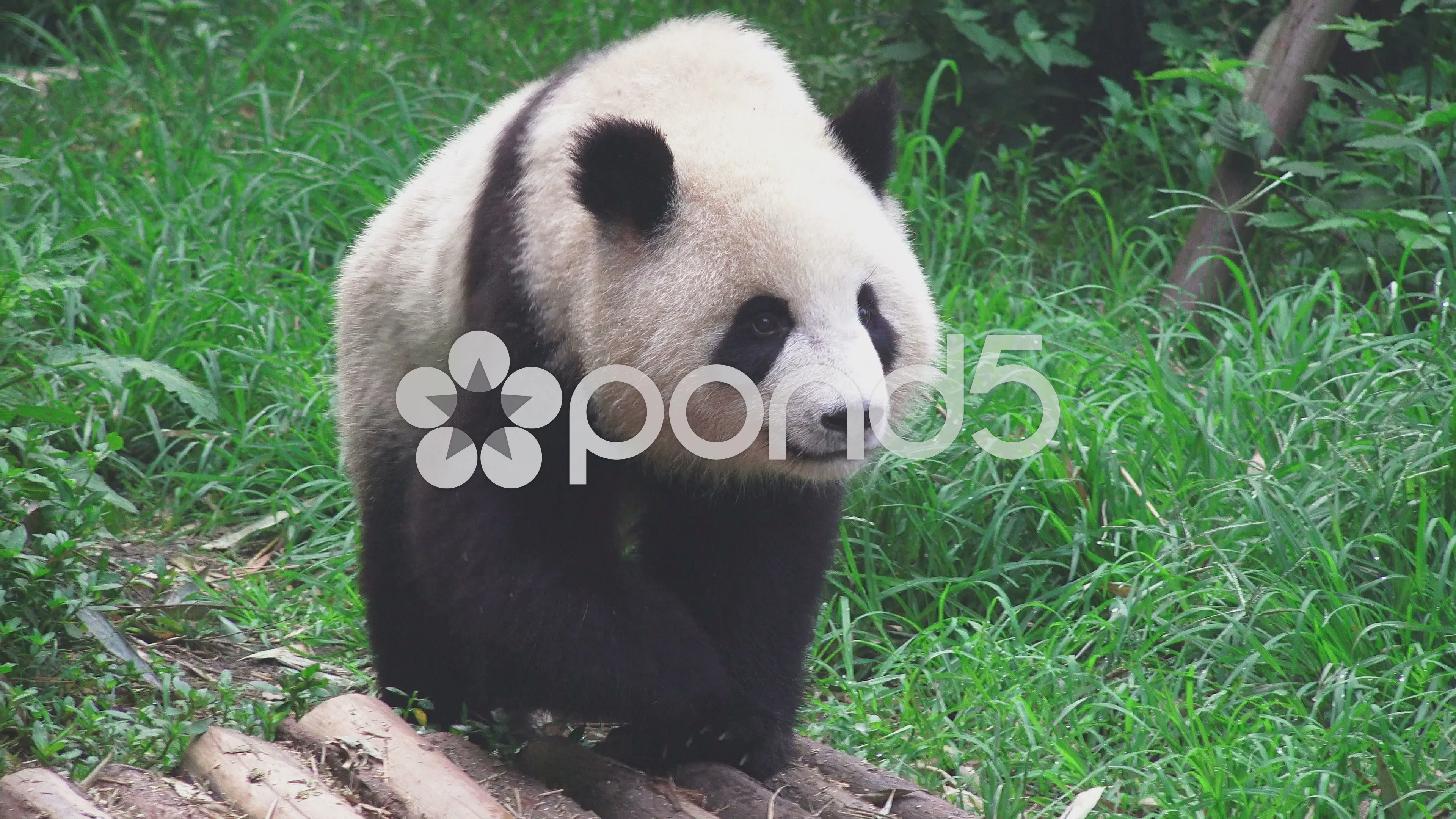 panda sitting front view