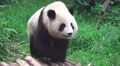 Panda Walking Thru The Grass Of The Forest 4K 4k or 4k+ Resolution