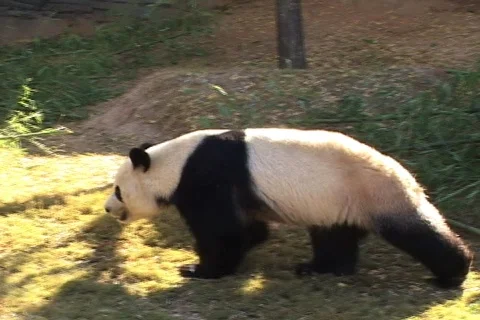 Panda Walks 库存影片 819458