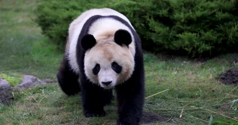 A panda walks in the forest 스톡 동영상 169488090