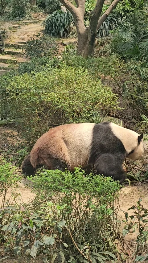 Panda Wondering Around - Vertical Video 스톡 동영상 276501501
