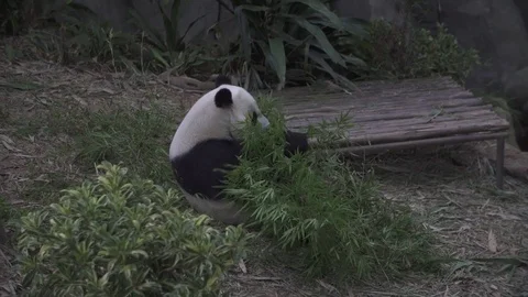 Panda in the woods eating Stock-Footage 84319596