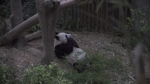 Panda in the woods eating Stock-Footage 84319762