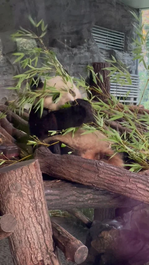 Panda in Zoo Video stock 251950398