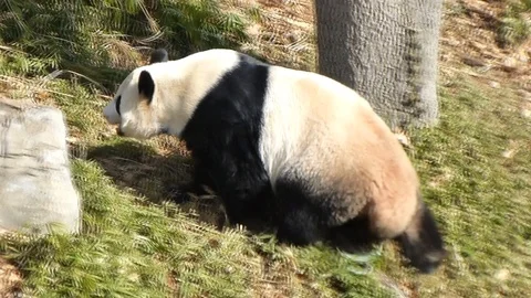 Panda at a zoo - three clips HD Stock Footage 97120949