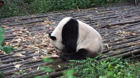 Panda1 Видео 91818007