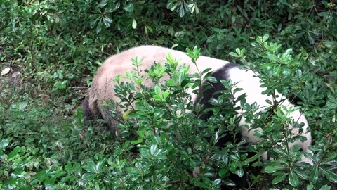 Panda2 Видео 91819346