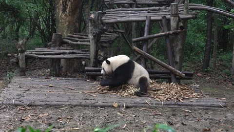 Panda3 Stock Footage 91819591