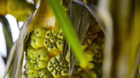 Pandan (challah) fruit hanging on a tree Stock Footage 194571049