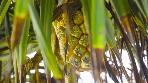 Pandan (challah) fruit hanging on a tree Video stock 194571050
