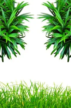 Pandan leaf and grass Stock Illustration