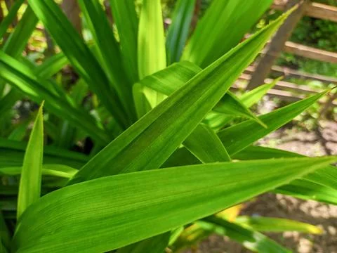 Pandan leaf background and texture Stock Photos