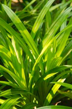 Pandan leaf in the gardens Stock Photos