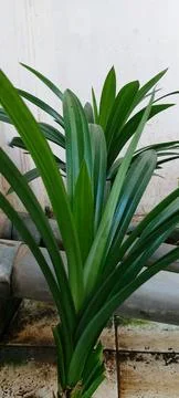 Pandan leaf or pandanus leaf 库存照片