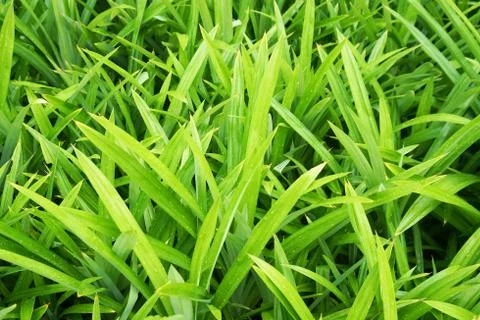 Pandan leaf Stock Photos