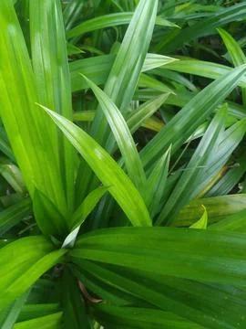 Pandan leaf Stock Photos