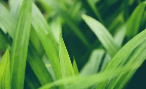 Pandan leaf plant growing on the Pandan trees garden for natural herbs ingred Stock Photos