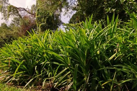 Pandan leaf plant Stock Photos