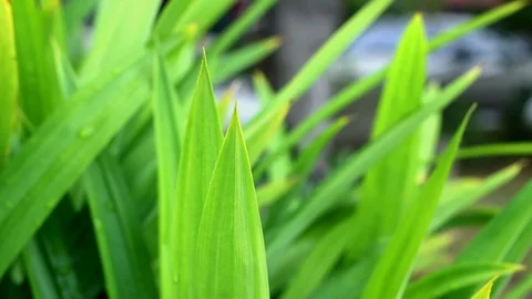 Pandan leaves. Stock Footage 104689344