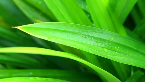 Pandan leaves. Stock Footage 104689374