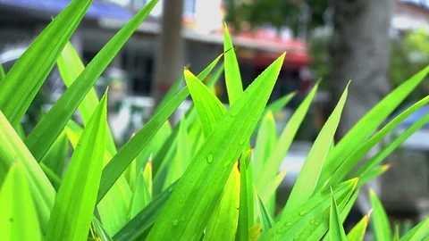 Pandan leaves. Stock Footage 104689386