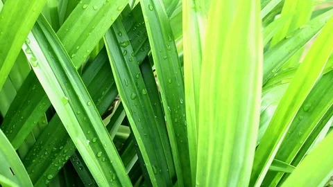 Pandan leaves. Stock-Footage 104689398