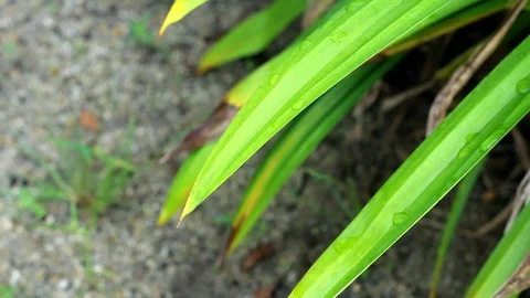Pandan leaves. Stock Footage 104689428