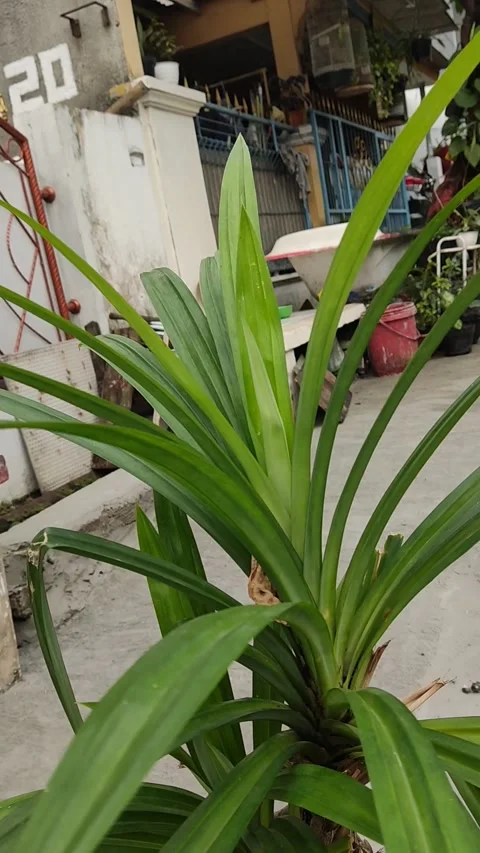 Pandan leaves Stock Footage 209880260