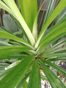 Pandan leaves Foto stock