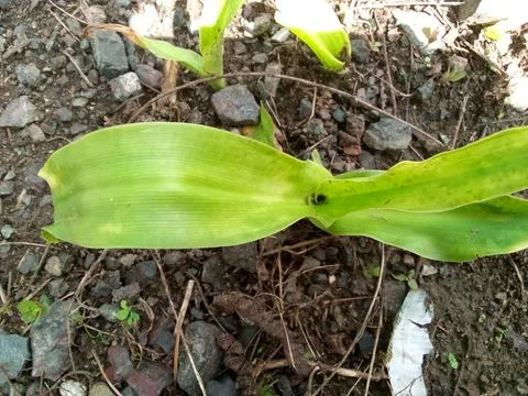 Pandan leaves Stock Photos