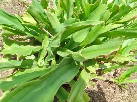 Pandan leaves Stock Photos