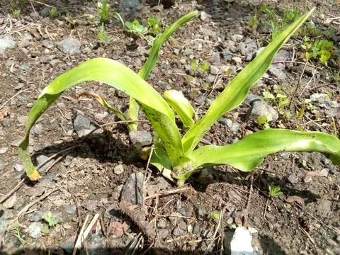 Pandan leaves Stock Photos