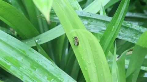Pandan leaves in the rain with bee Stock Footage 10735611