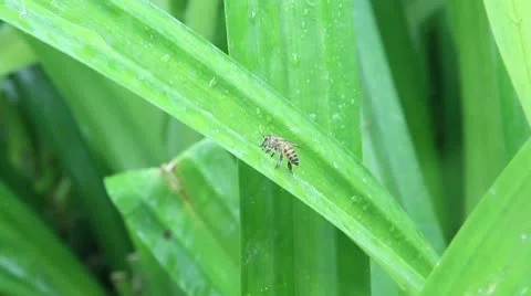 Pandan leaves in the rain with bee Stock Footage 10735654