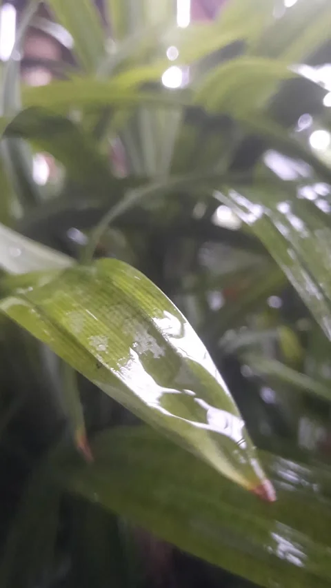 Pandan leaves under raindrops Stock Footage 300233124