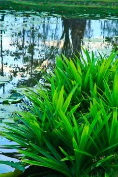 Pandan Stock Photos