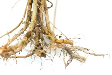 Pandan root Stock Photos