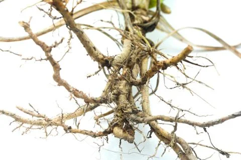 Pandan root Stock Photos